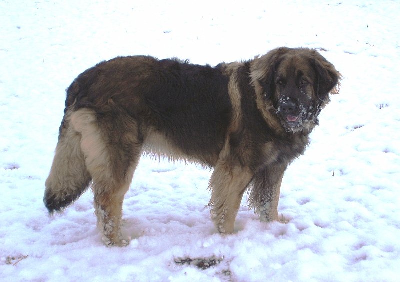 Eowyn1811.JPG - Eowyn mit 4,5 Jahren