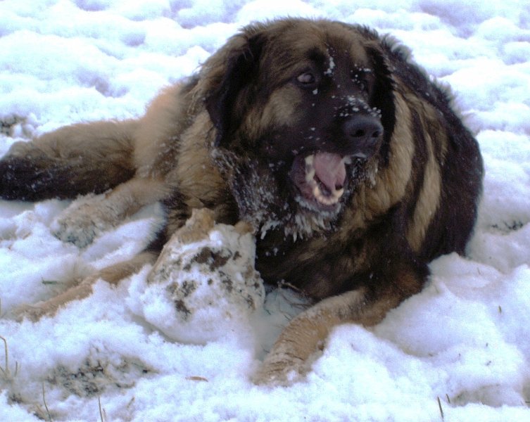 Eowyn1819.JPG - Eowyn mit 4,5 Jahren