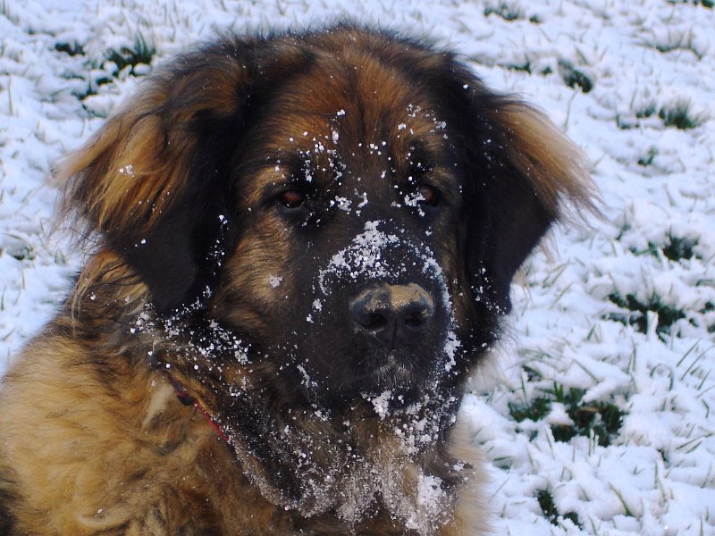 Eowyn1962.JPG - Eowyn mit 4,5 Jahren