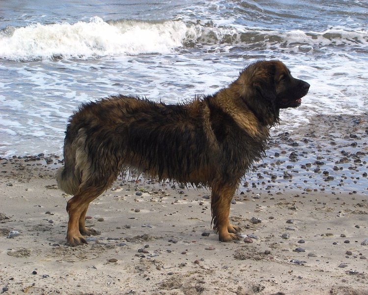 Eowyn2095.JPG - An der Ostsee mit Chefin Jeannine
