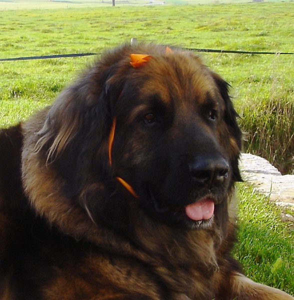 Eowyn2244.JPG - Eowyn mit 5 Jahren