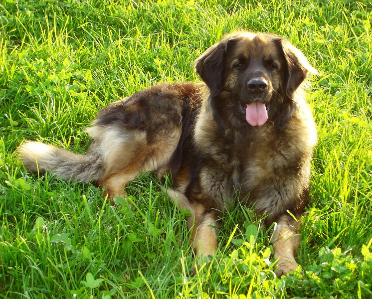 Eowyn2265.JPG - Eowyn mit 5 Jahren