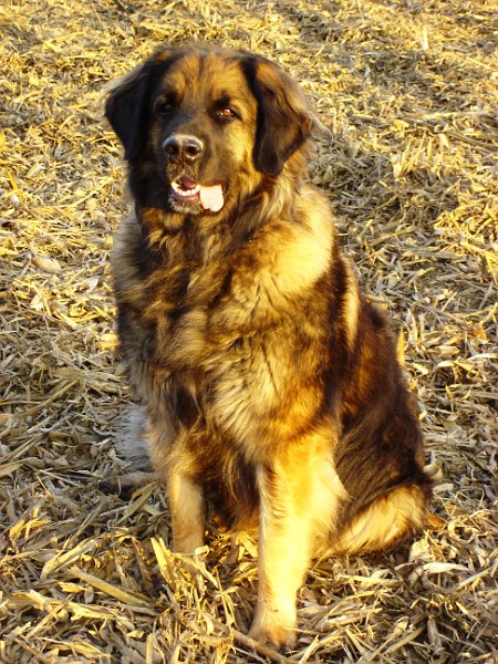 Eowyn2272.JPG - Eowyn mit 5 Jahren