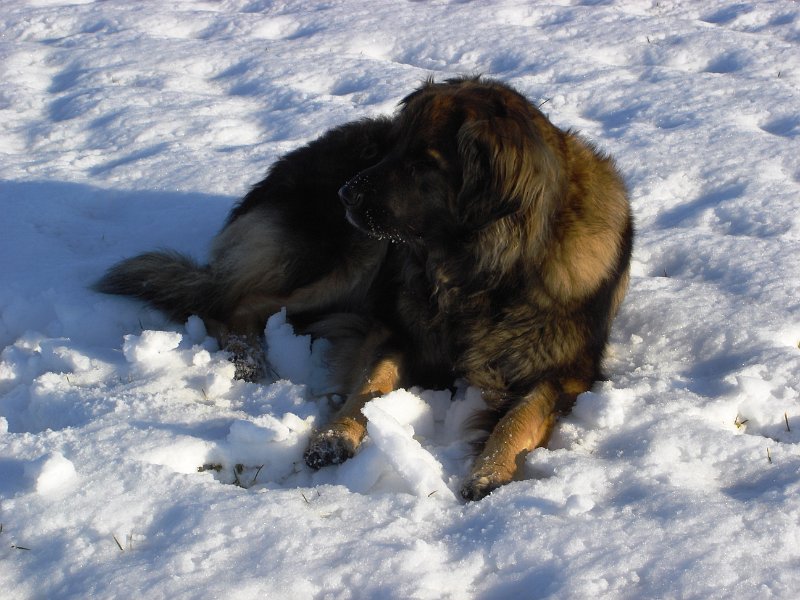 Eowyn2387.JPG - Eowyn mit 5,5 Jahren (Schnee, Schnee und nochmals Schnee!)