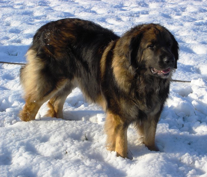 Eowyn2393.JPG - .... und noch mehr Schnee!