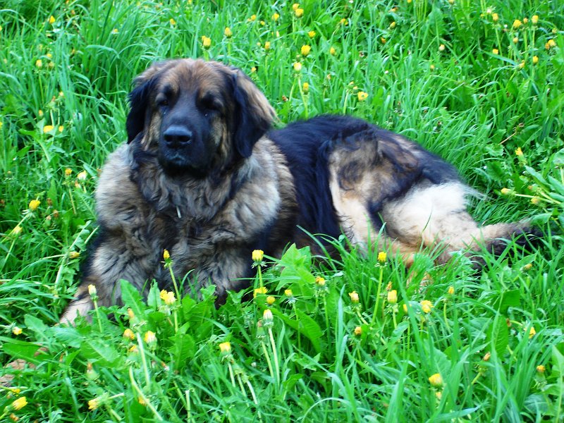 Eowyn2477.JPG - Eowyn im Frühling 2009