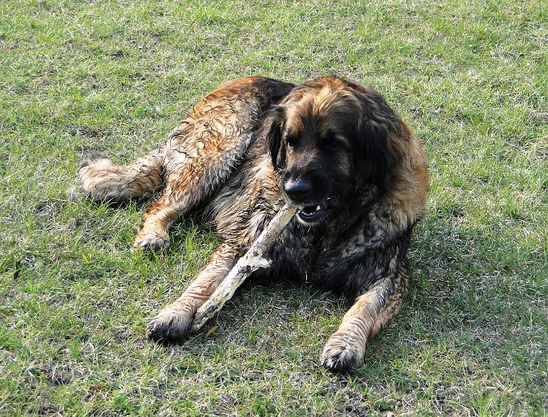 Eowyn4158.JPG - Eowyn mit 6 Jahren, nach einem ausgiebigen Bad in der Thur (Allmend Frauenfeld)