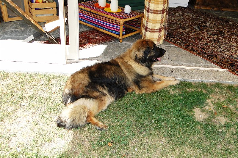 Eowyn4264.JPG - Eowyn im August 2010 (beinahe 7 Jahre alt), anlässlich des Besuchs von Clarence im Tessin