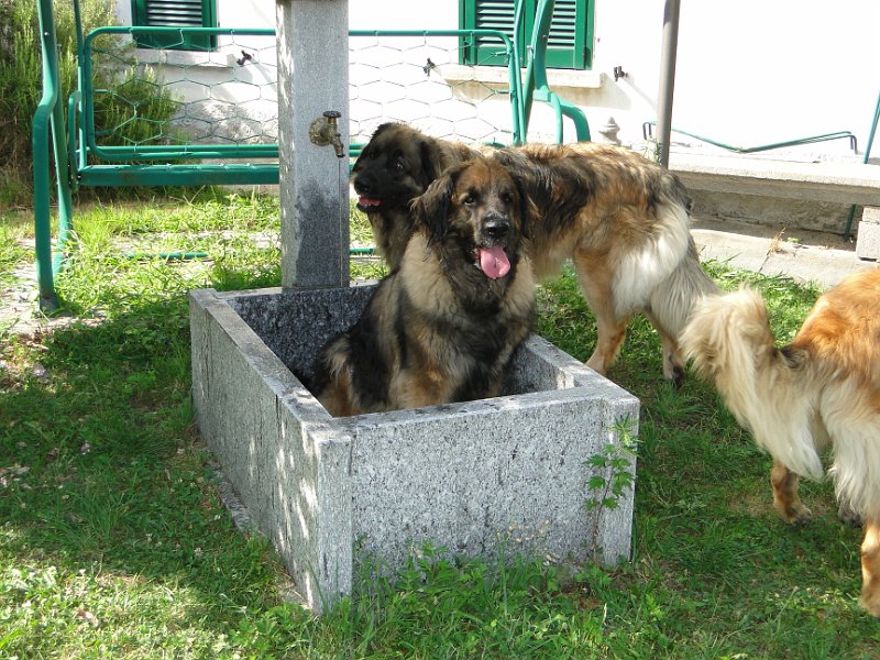 Eowyn4285.JPG - Da muss schon mal ein Brunnen her halten und ein wenig Wasser auf den Popo!