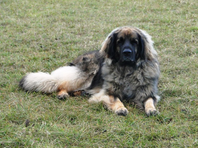 Eowyn4406.JPG - Eowyn in typischer Position (auf der Allmend Frauenfeld)