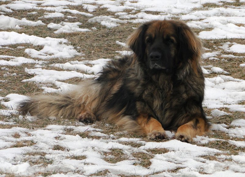 Eowyn4602.JPG - Auch mit bald 8 Jahren noch eine Schönheit