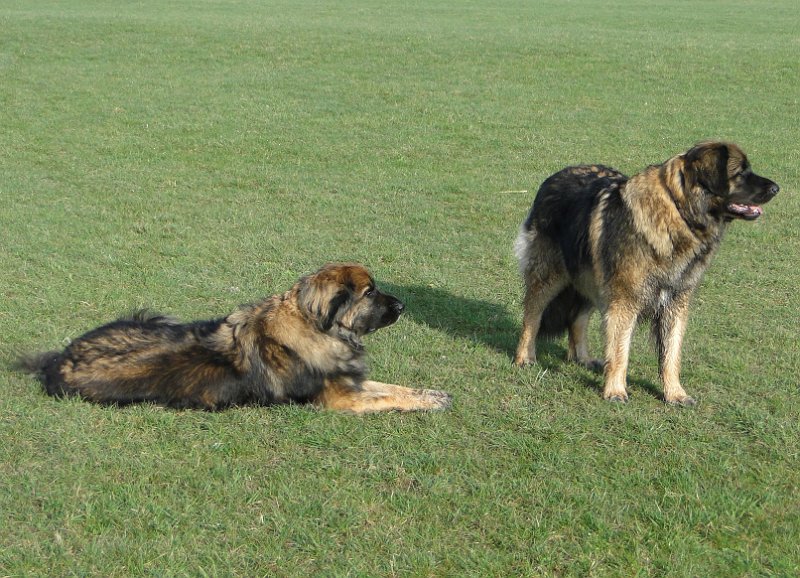 Eowyn4607.JPG - Mutter Eowyn mit Tochter Arwen