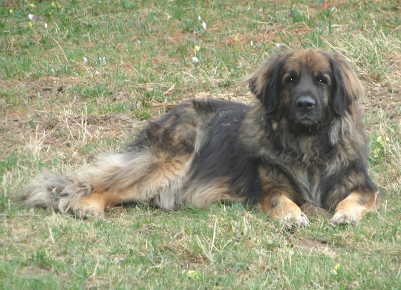 Eowyn4615.JPG - OK, ich geb auf und leg mich in Position!
