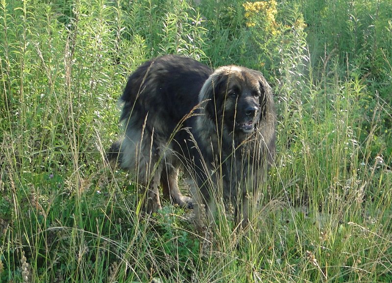Eowyn4630.JPG - Eowyn im Busch
