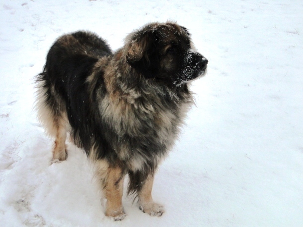 Eowyn4641.JPG - Nanu, da hat's ja plötzlich Schnee, was ist denn da passiert?