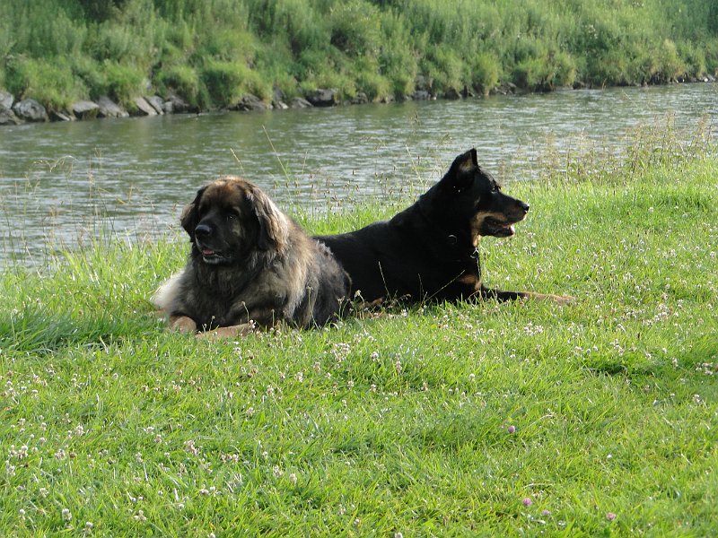 Eowyn4702.JPG - Probeliegen mit Bo (im Sommer 2012)