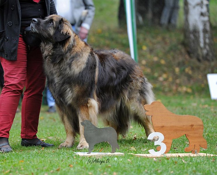 Eowyn4800.jpg - Ratet mal, nach was ich im Moment gerade Ausschau halte? (Foto Alesya Oettle, Leonberg 2012)
