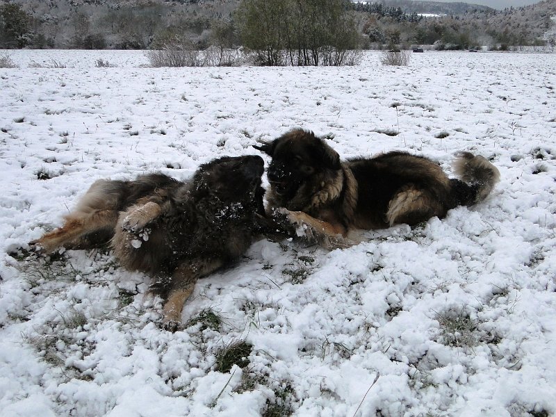 Eowyn4806.JPG - Manchmal spiele ich auch noch mit meiner Tochter Arwen, aber der Jungspund ist dann doch inzwischen ein wenig kräftiger als ich!
