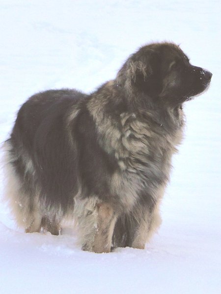 Eowyn4811.JPG - Eowyn im Winter 2013
