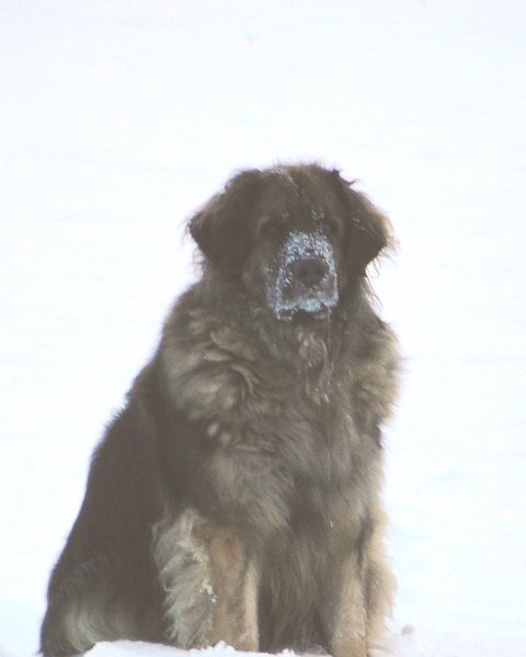 Eowyn4812.JPG - Eowyn im Winter 2013
