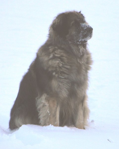 Eowyn4813.JPG - Eowyn im Winter 2013
