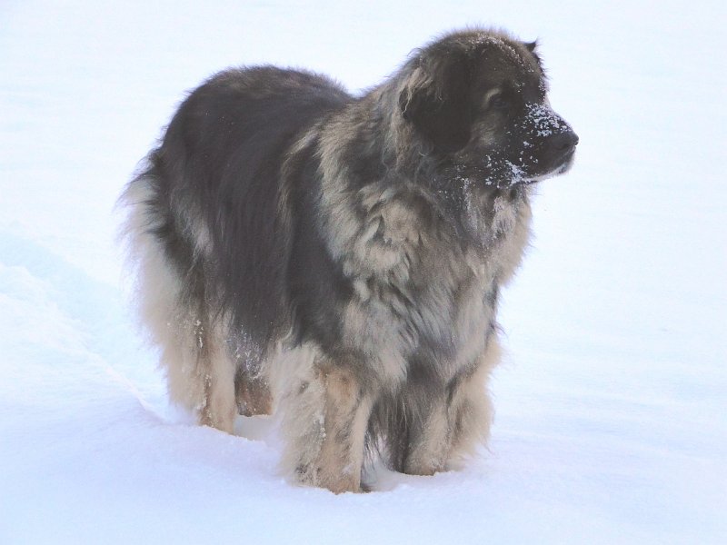Eowyn4814.JPG - Eowyn im Winter 2013