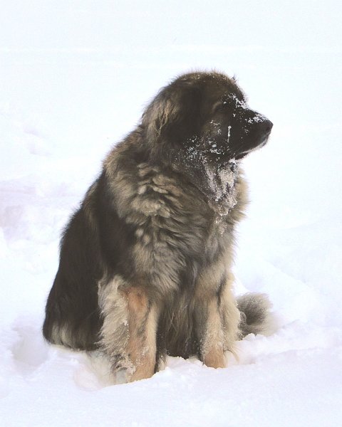Eowyn4815.JPG - Eowyn im Winter 2013