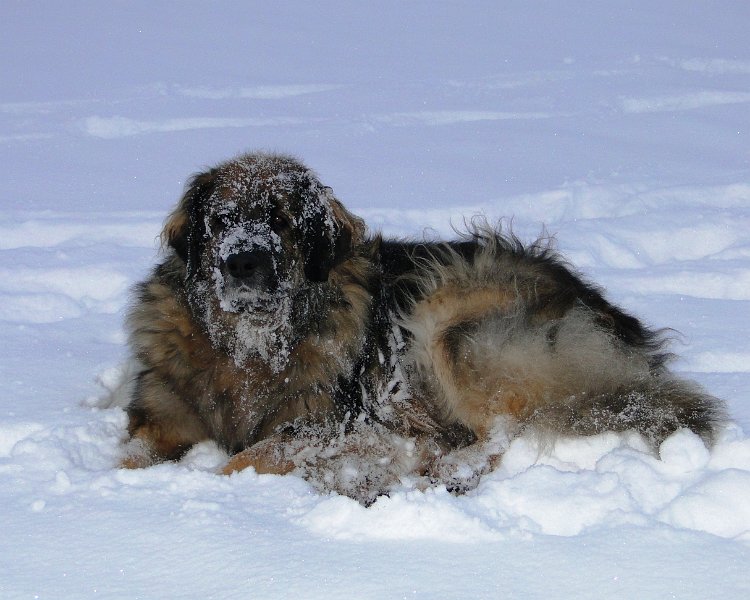 Eowyn4816.JPG - Eowyn im Winter 2013