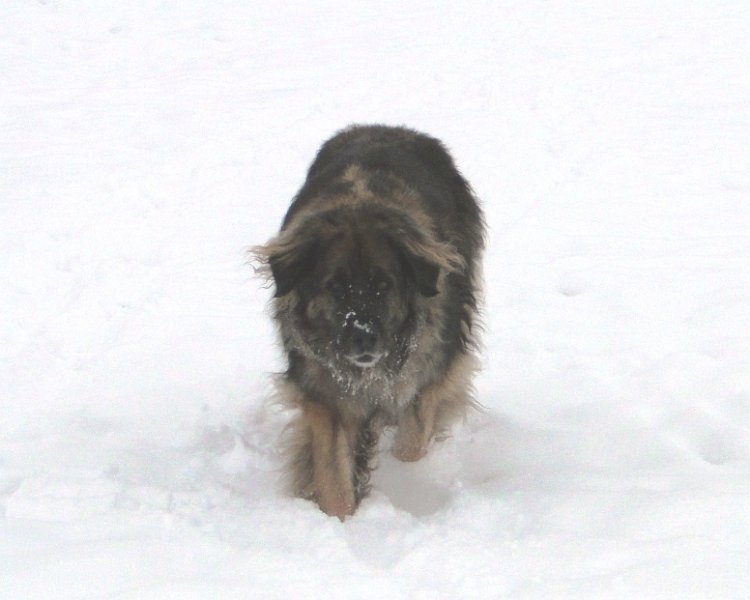 Eowyn4817.JPG - Eowyn im Winter 2013