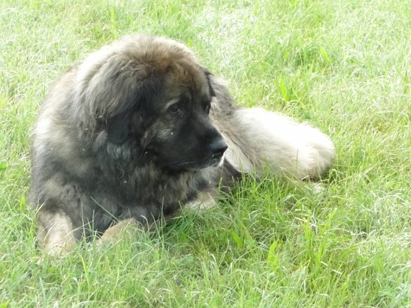 Eowyn4818.JPG - Eowyn im Frühling 2013