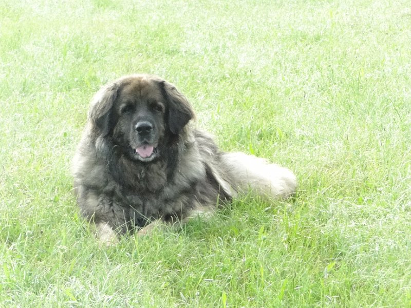 Eowyn4819.JPG - Eowyn im Frühling 2013