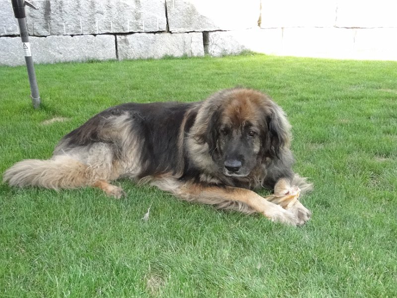 Eowyn4823.JPG - Wer stört mich da?