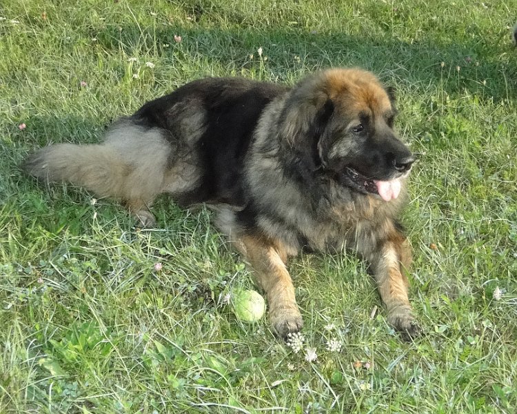 Eowyn4830.JPG - Bewachen kann ich es aber schon noch!