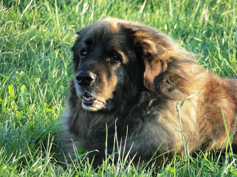 Eowyn4883.JPG - das hab ich schon mal im Fernsehen gesehen, bei Löwen!