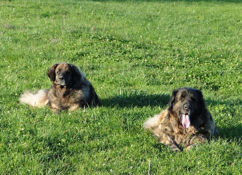 Eowyn4887.JPG - Aha, natürlich auf ihre Fotopartnerin, Laufey (rechts)