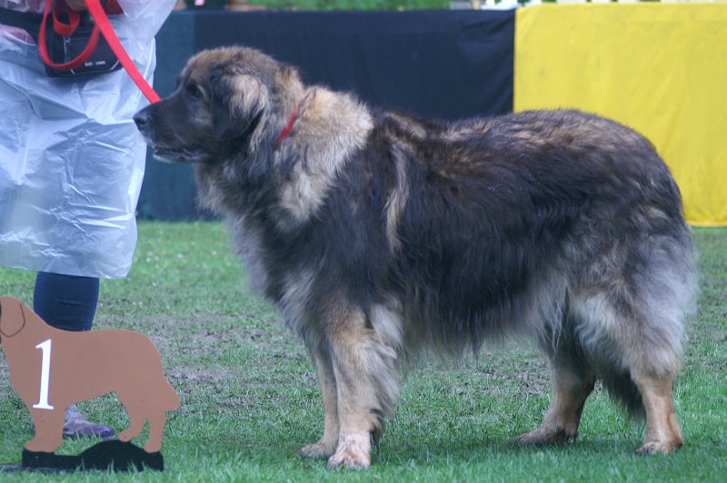 Eowyn4891.JPG - Geregnet hat es fast den gesamten Tag, aber was macht man nicht alles für das Frauchen!