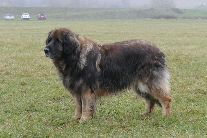 Eowyn4906.JPG - lange stehe ich nicht mehr so da!