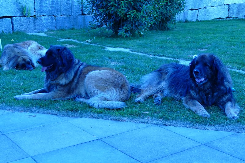 Eowyn4913.JPG - Die Bellatrix ist auch ok als Liegepartnerin!