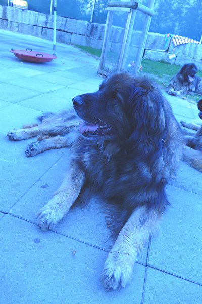 Eowyn4916.JPG - Lächeln (auf den Stockzähnen)