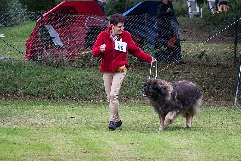 Eowyn5002.jpg - .. und dann soll ich auch noch rennen, die spinnen, die Leonberger!