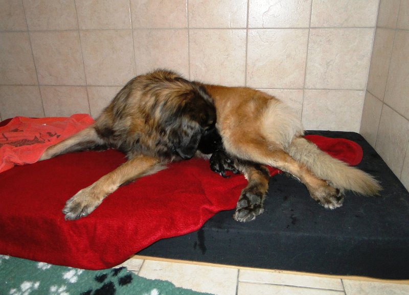 Bellatrix4681.JPG - Bellatrix während der Geburt am 5.12.2012