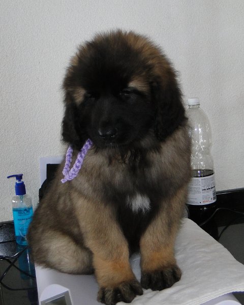 Bellatrix5390.JPG - First Love