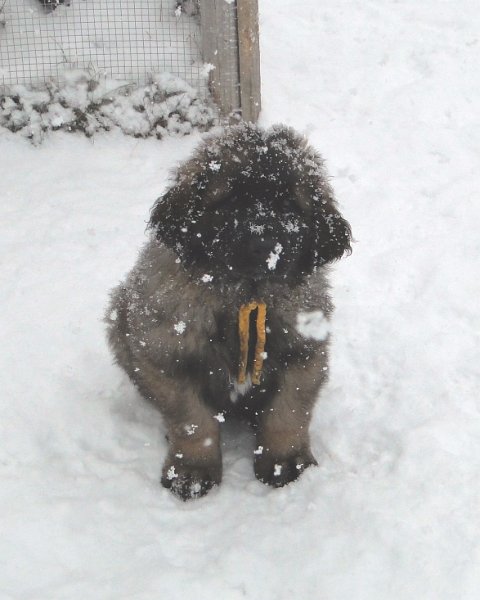 Bellatrix5428.JPG - Frosty