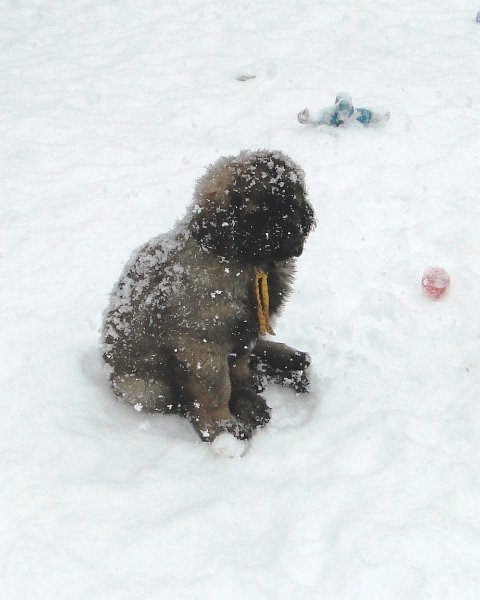 Bellatrix5441.JPG - Frosty