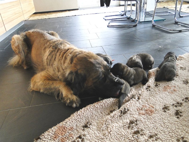 Bellatrix4800.JPG - F-Wurf in der 2. Woche