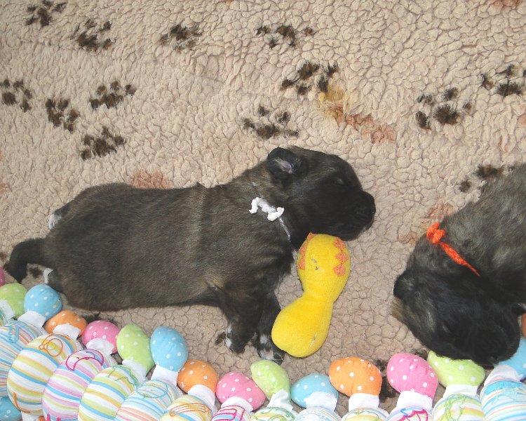 Bellatrix4915.JPG - Fame (links) und Fire and Ice (rechts)