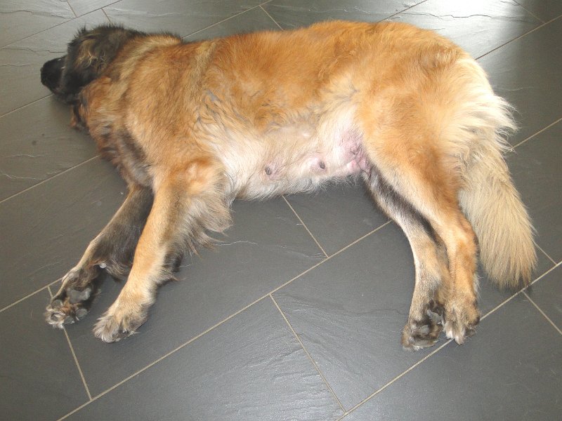 Bellatrix4963.JPG - Bellatrix macht mal Pause!