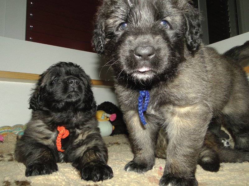 Bellatrix5157.JPG - Fire and Ice (liegend) und Fancy Thing (stehend)