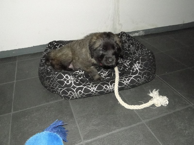 Bellatrix5179.JPG - F-Wurf in der 6. Woche