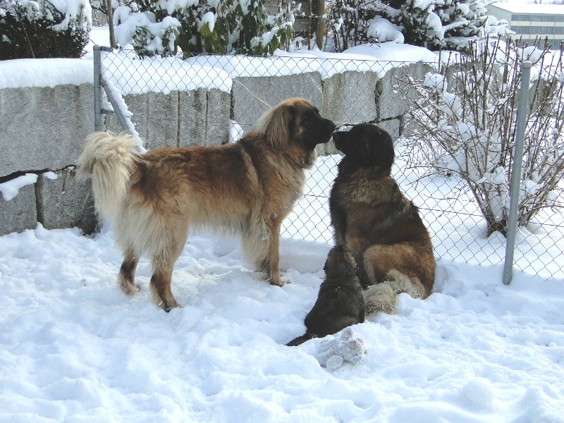 Bellatrix5217.JPG - JJ und Bellatrix (eine Liebesbeziehung), mit Zuschauerin